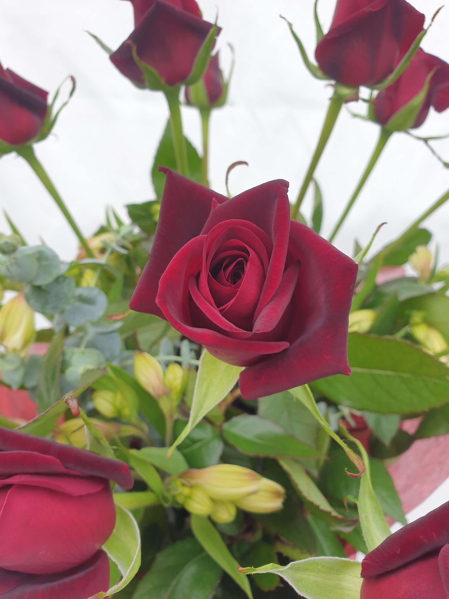 A dozen red roses up close