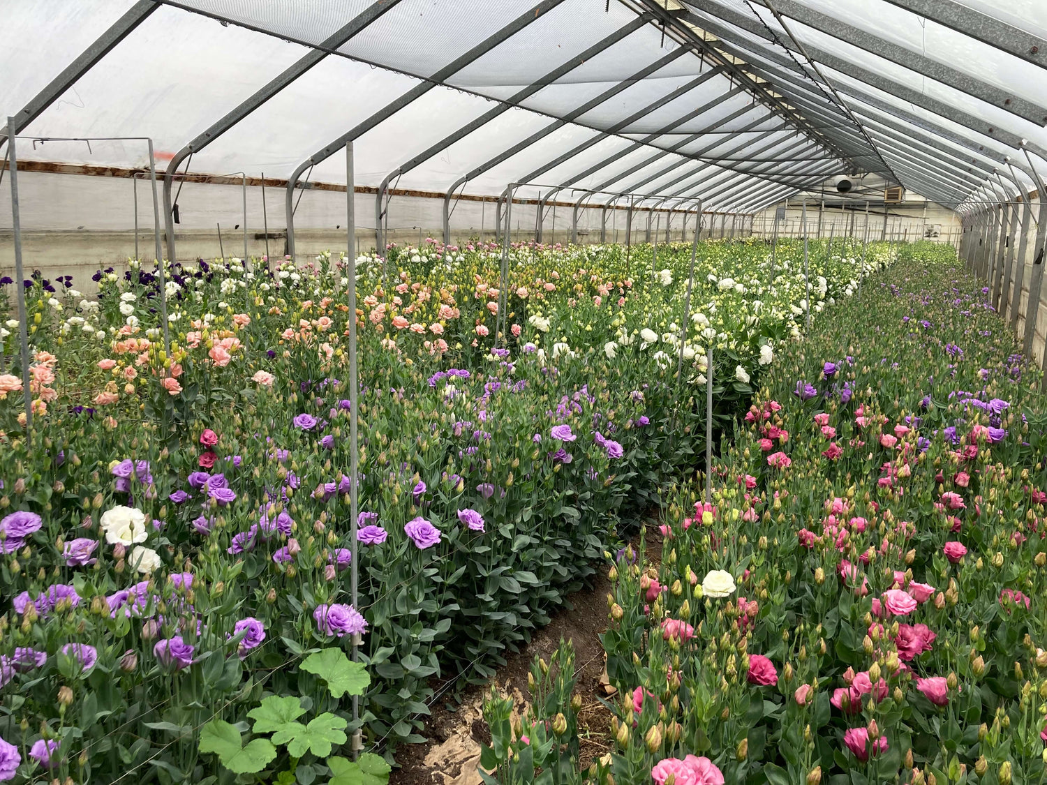 Blooms in one of our on-site glasshouses.