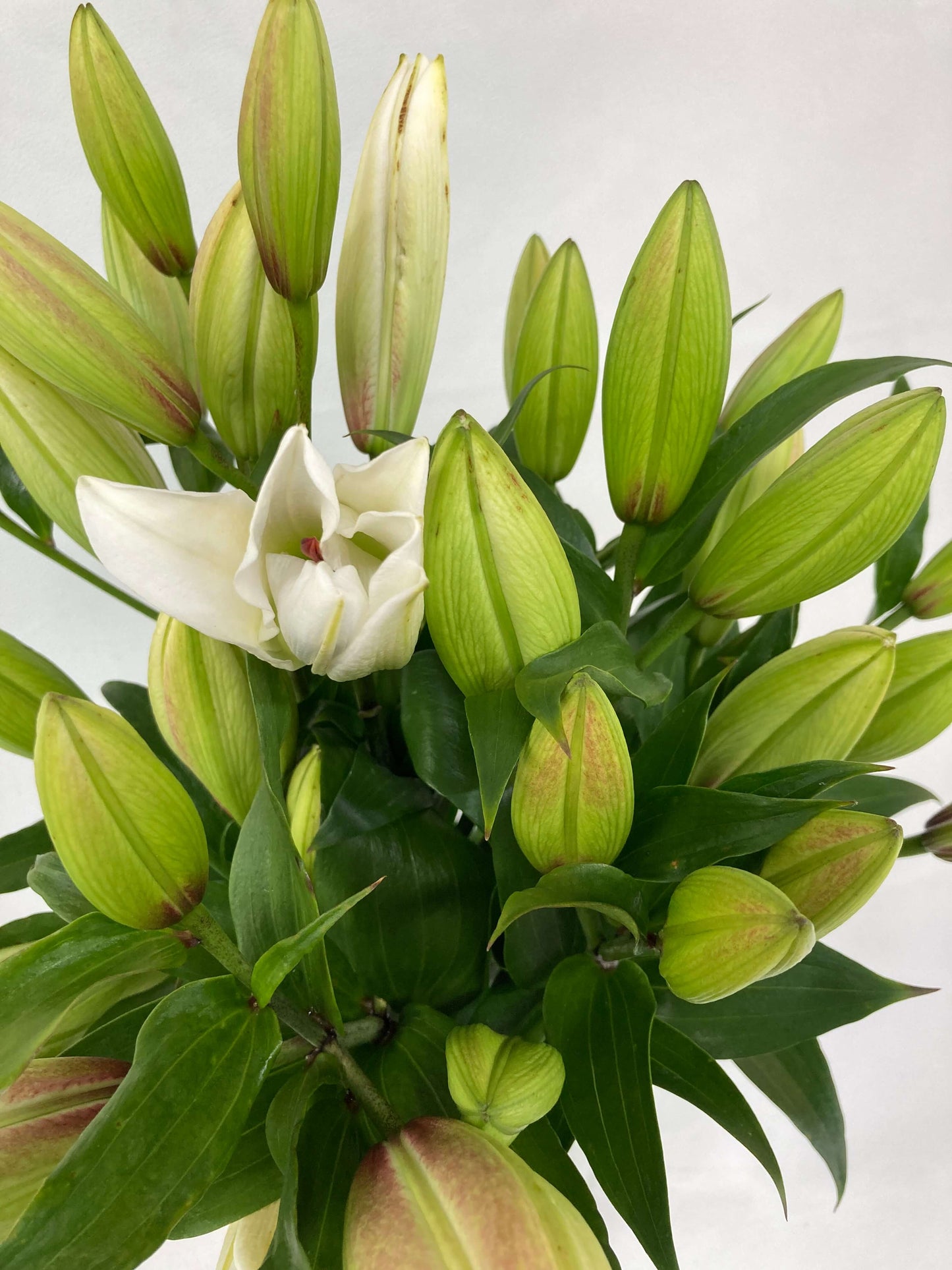 fragrant lilies up close