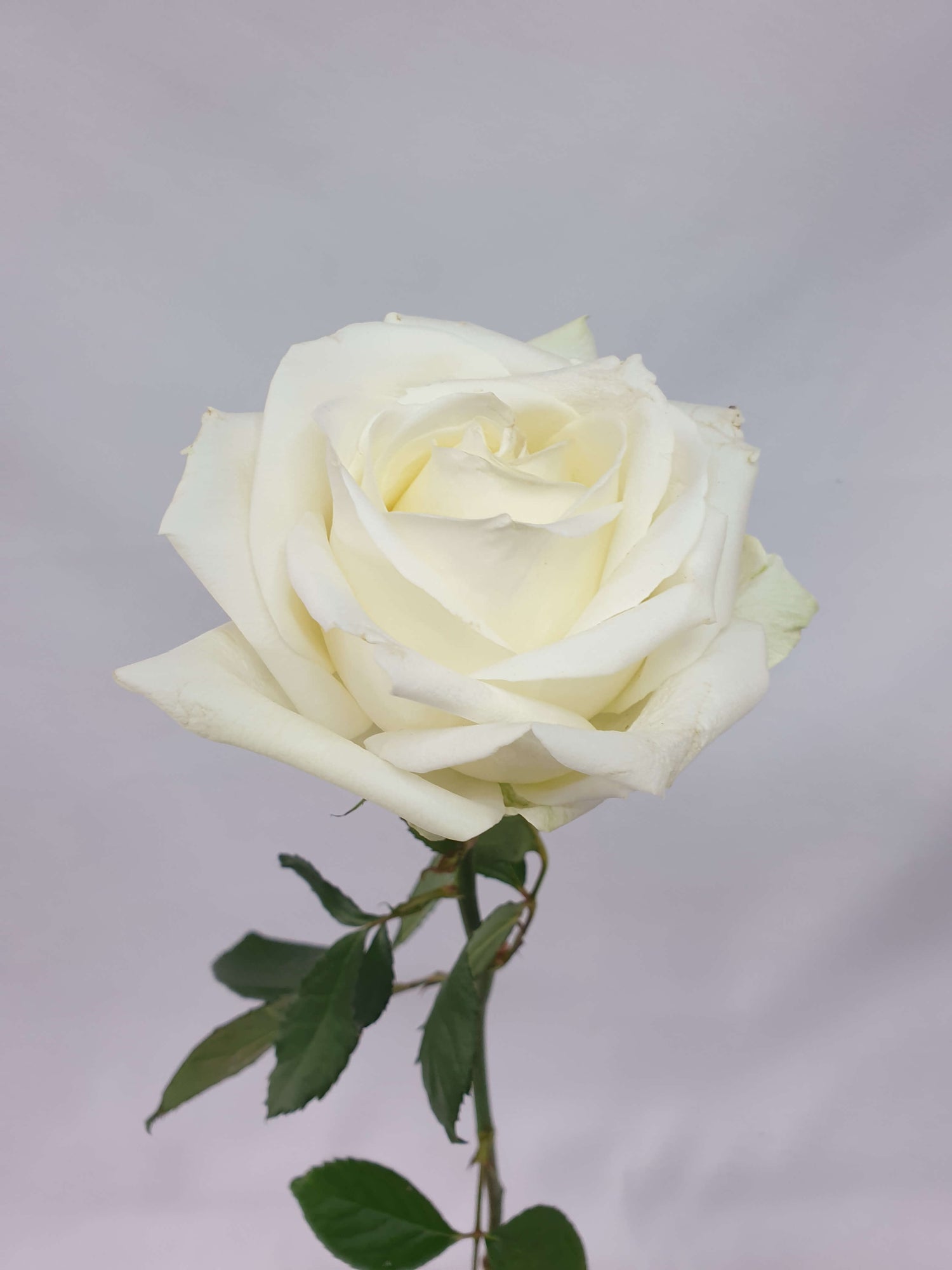 A white rose signifies sympathy.