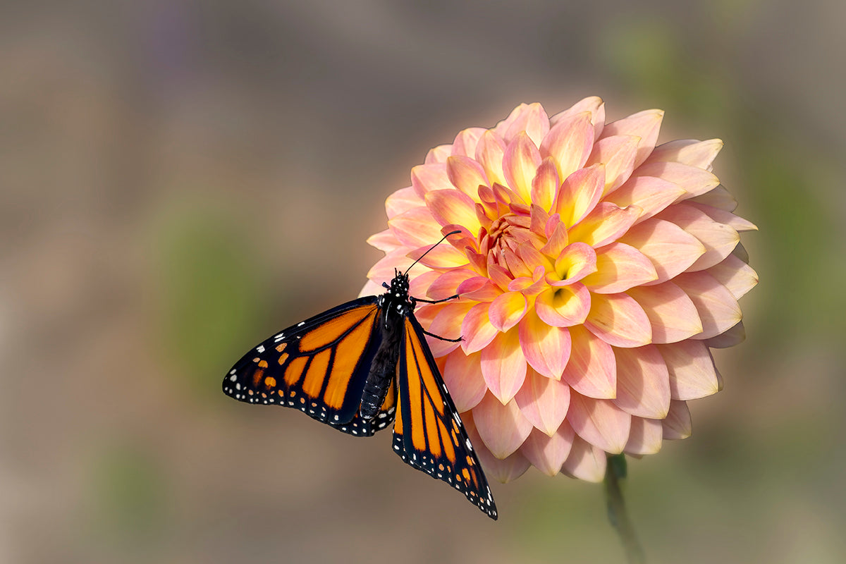 Card - Monarch Butterfly on Dahlia