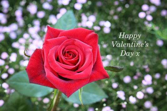 Card - Valentine's Day