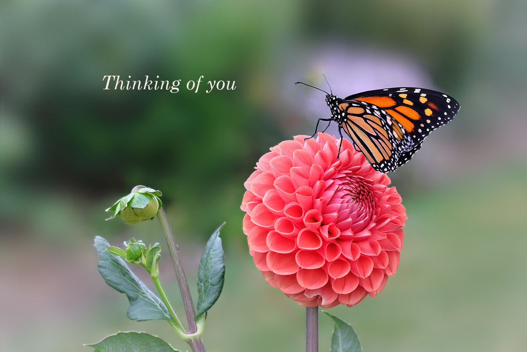 Gift Card - Thinking of you - Monarch Butterfly on Dahlia