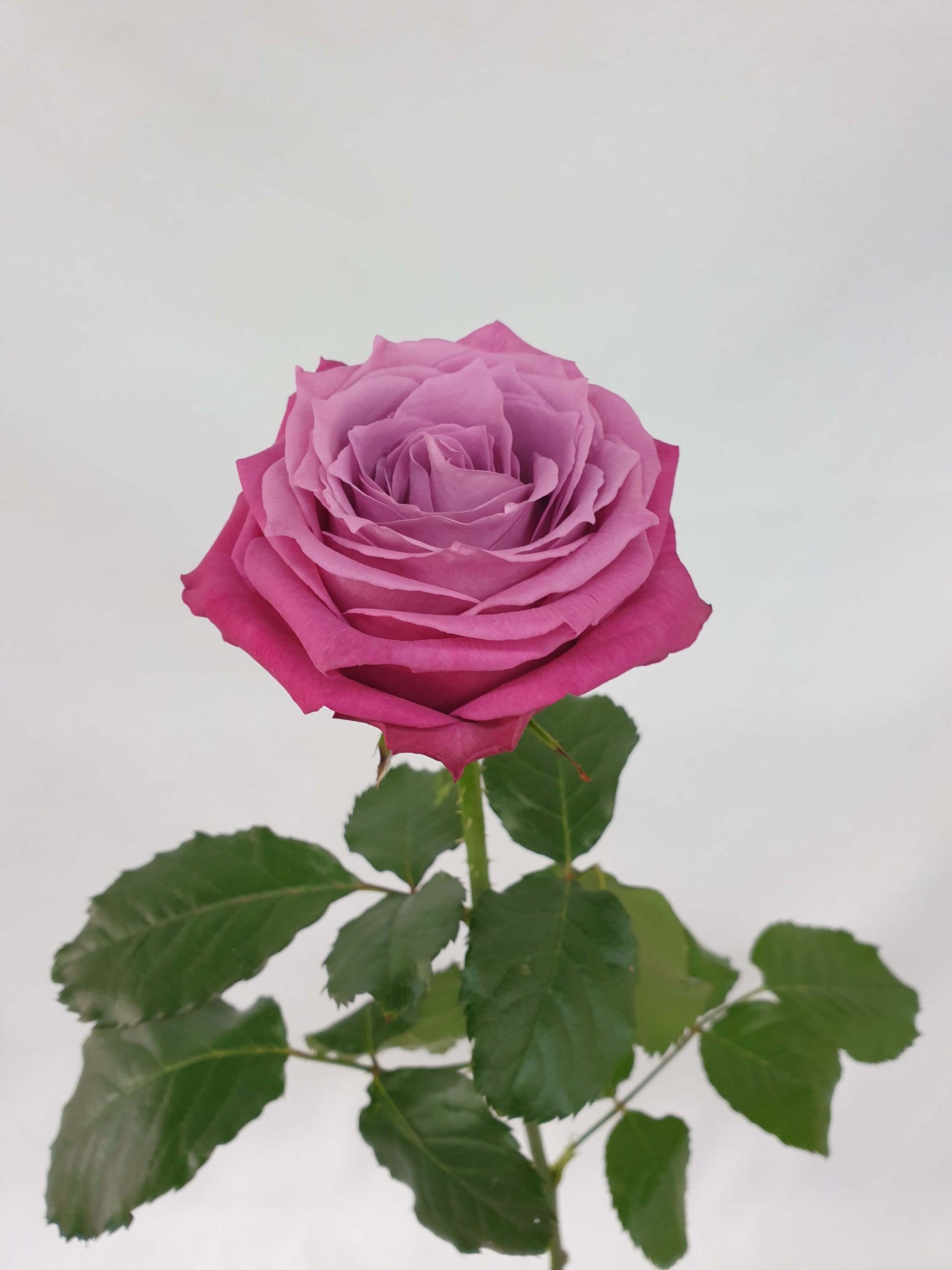 A deep purple variety rose bloom.