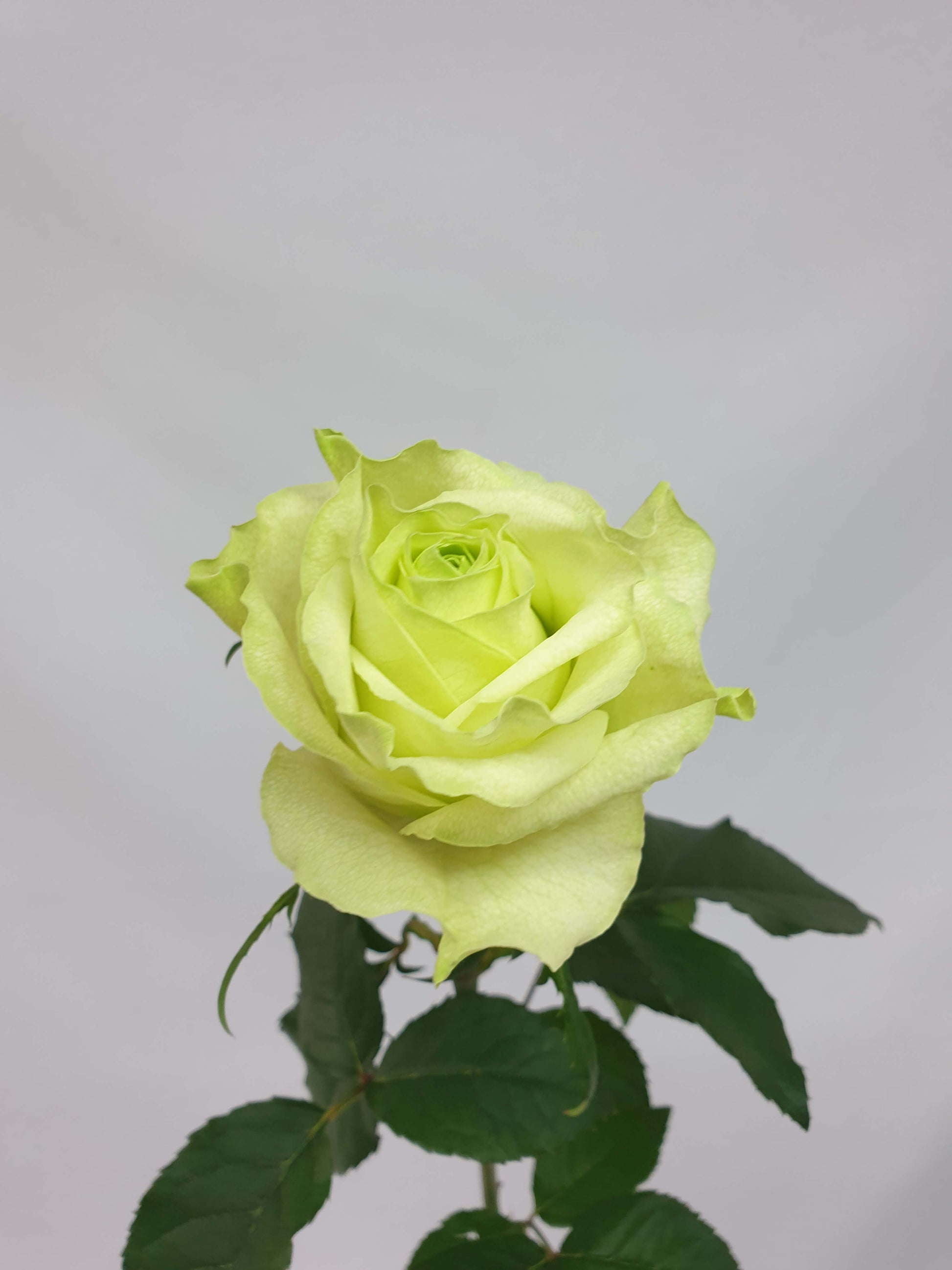 3 for $30 Green Roses | Fresh-cut Flowers – Aromaunga Baxters Flowers