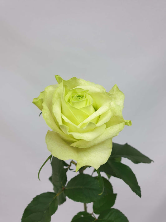 A green rose of the camoflauge variety.