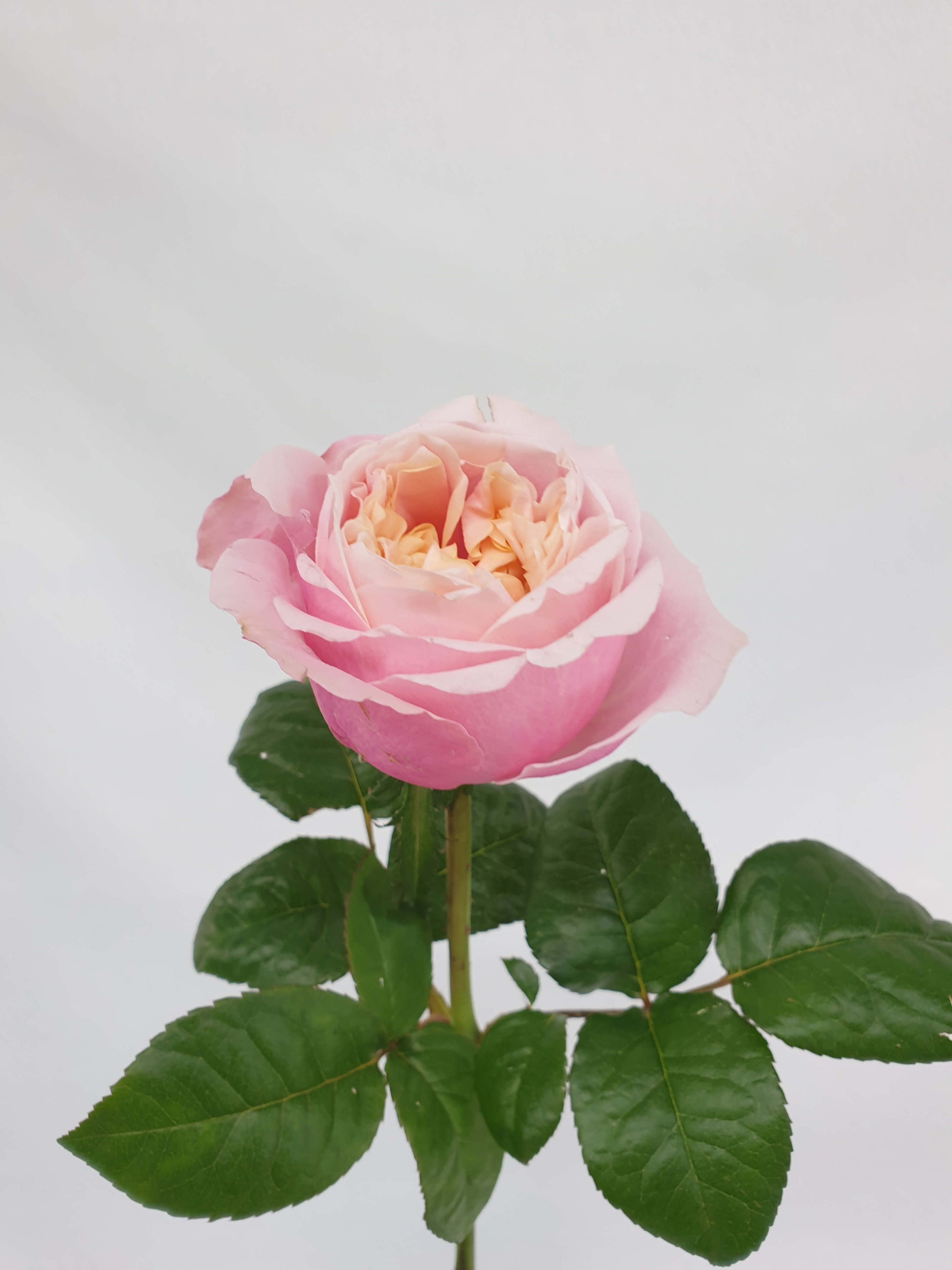 A light pink rose flower