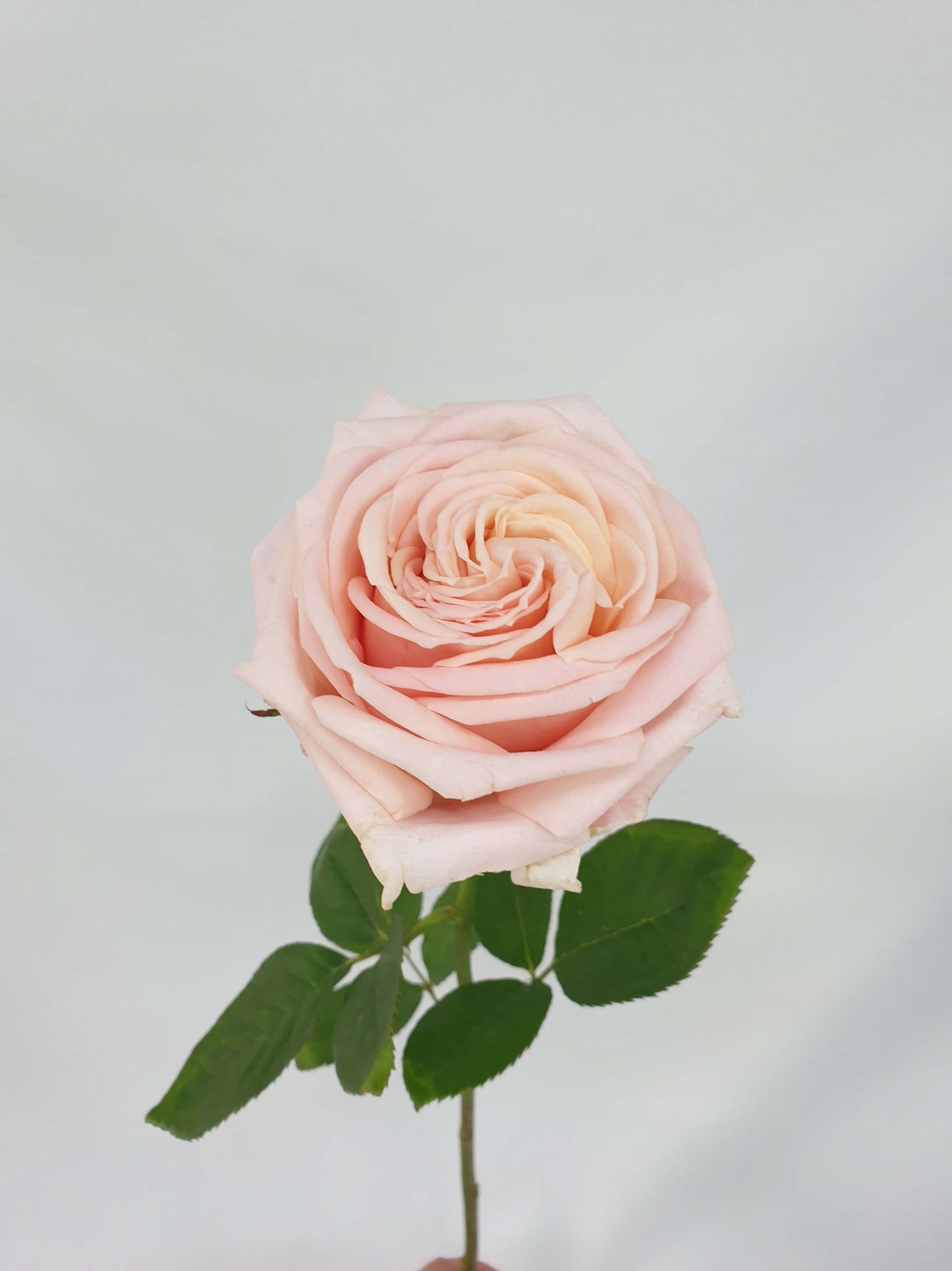 A very light pink rose flower