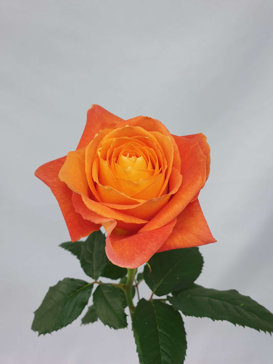 An orange King's day rose bloom.