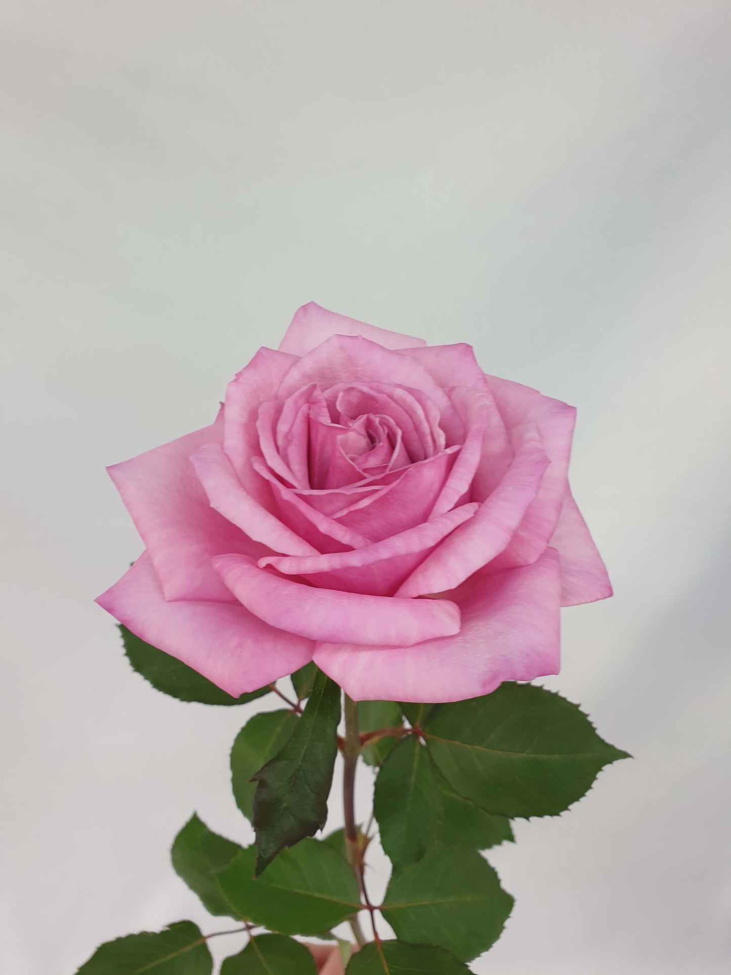 A dark pink rose flower