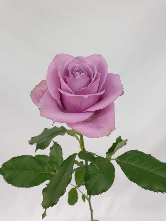 A nightingale rose variety bloom