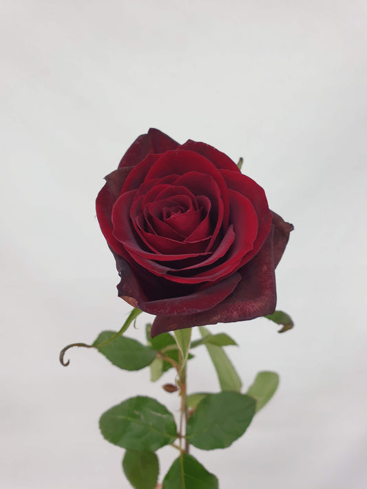A dark red rose bloom of the Black Magic variety.
