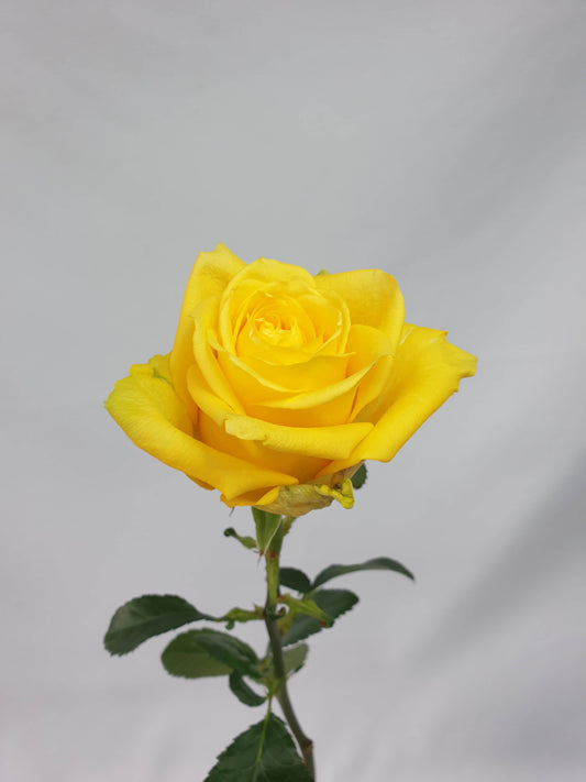 Yelloween variety rose bloom.