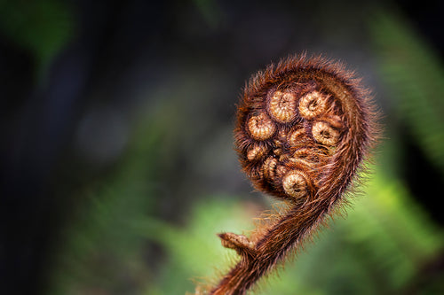 Gift Card - Koru