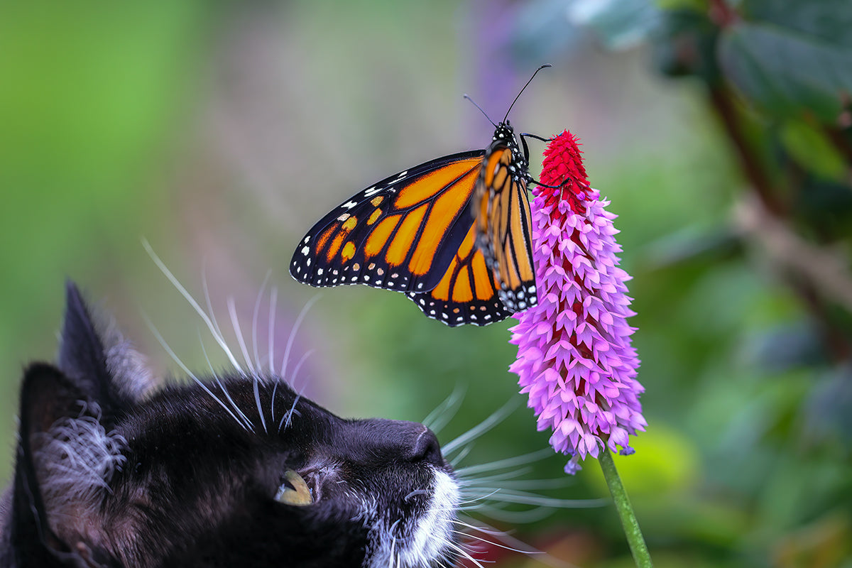 Gift Card - Monarch Butterfly with cat