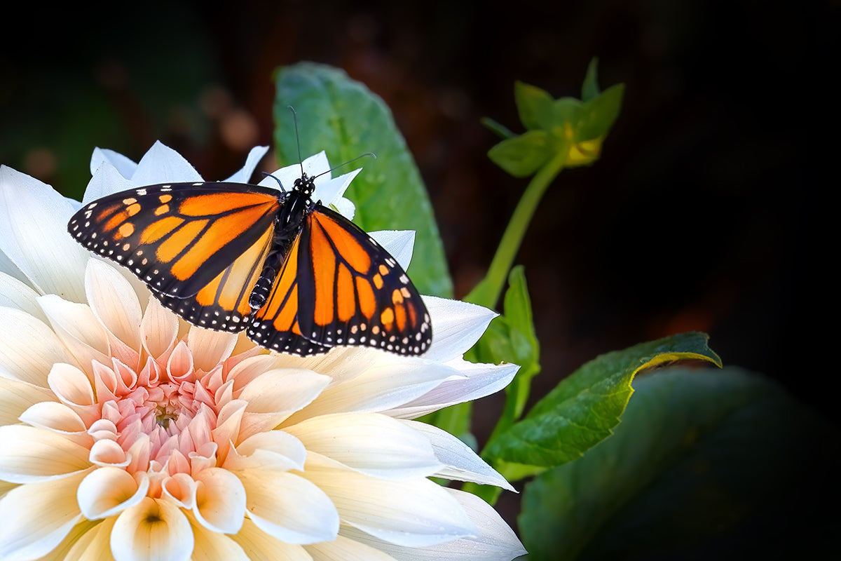 Gift Card - Monarch Butterfly on Dahlia
